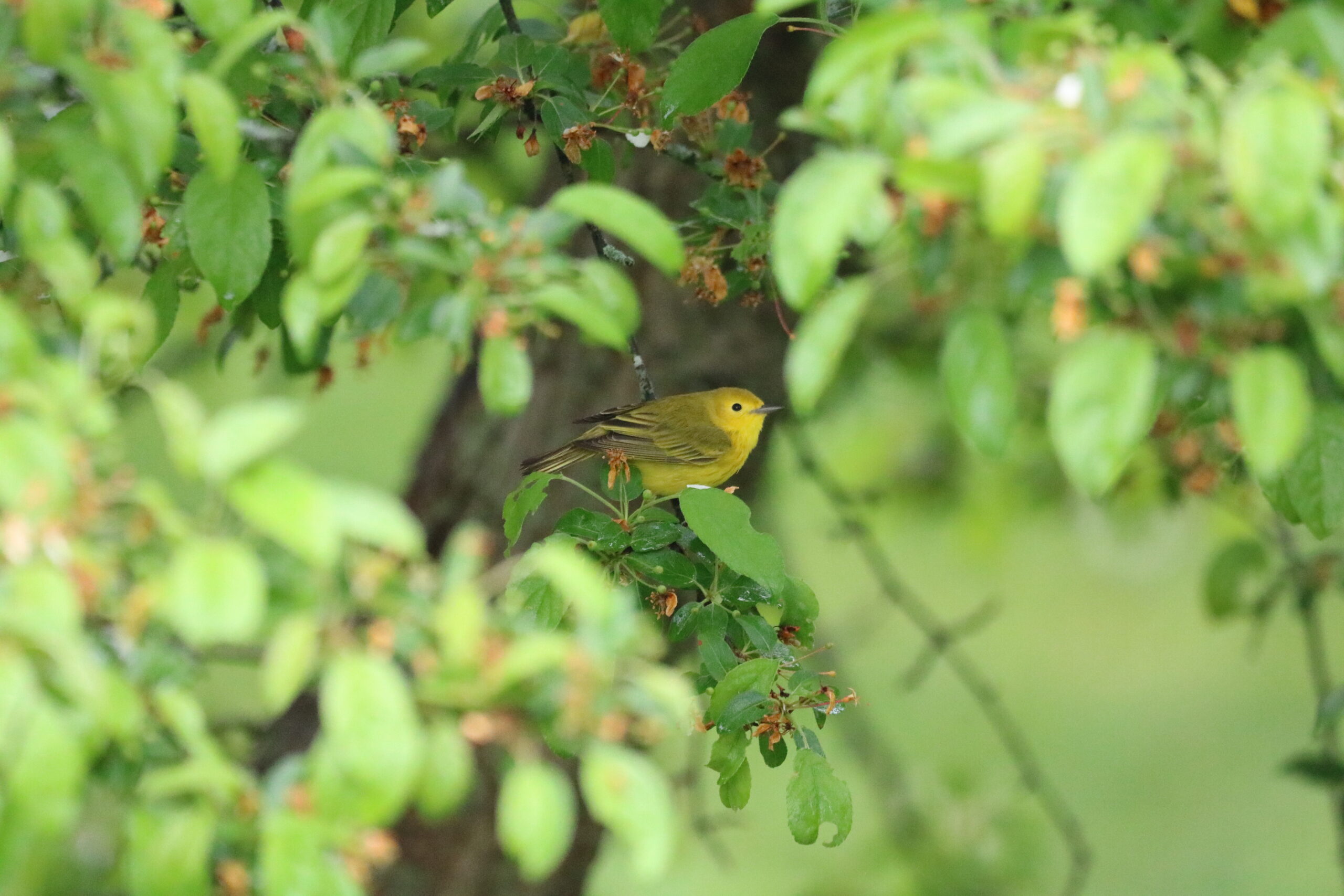 Yellow Warbler by Kristin Dwan