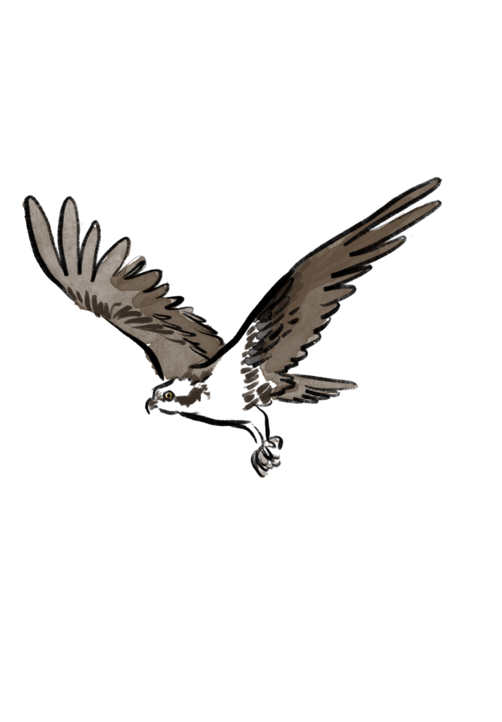 Illustration of flying osprey by Stephanie Damplo Luke