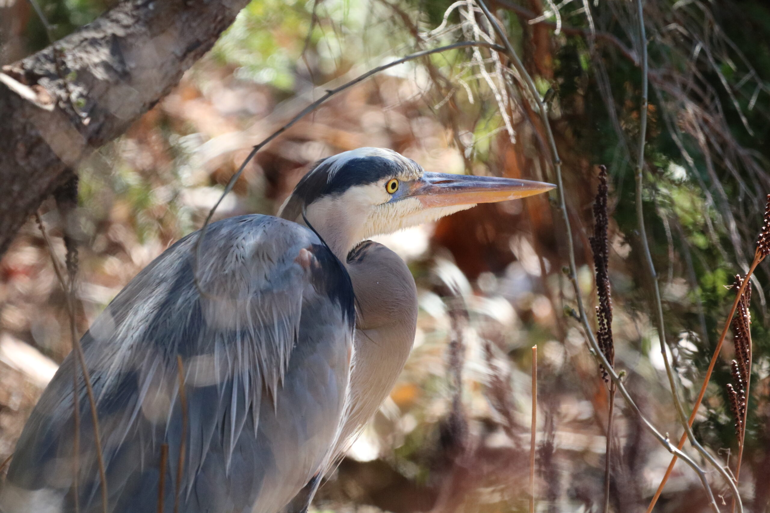 Great Blue Heron by Kristin Dwan