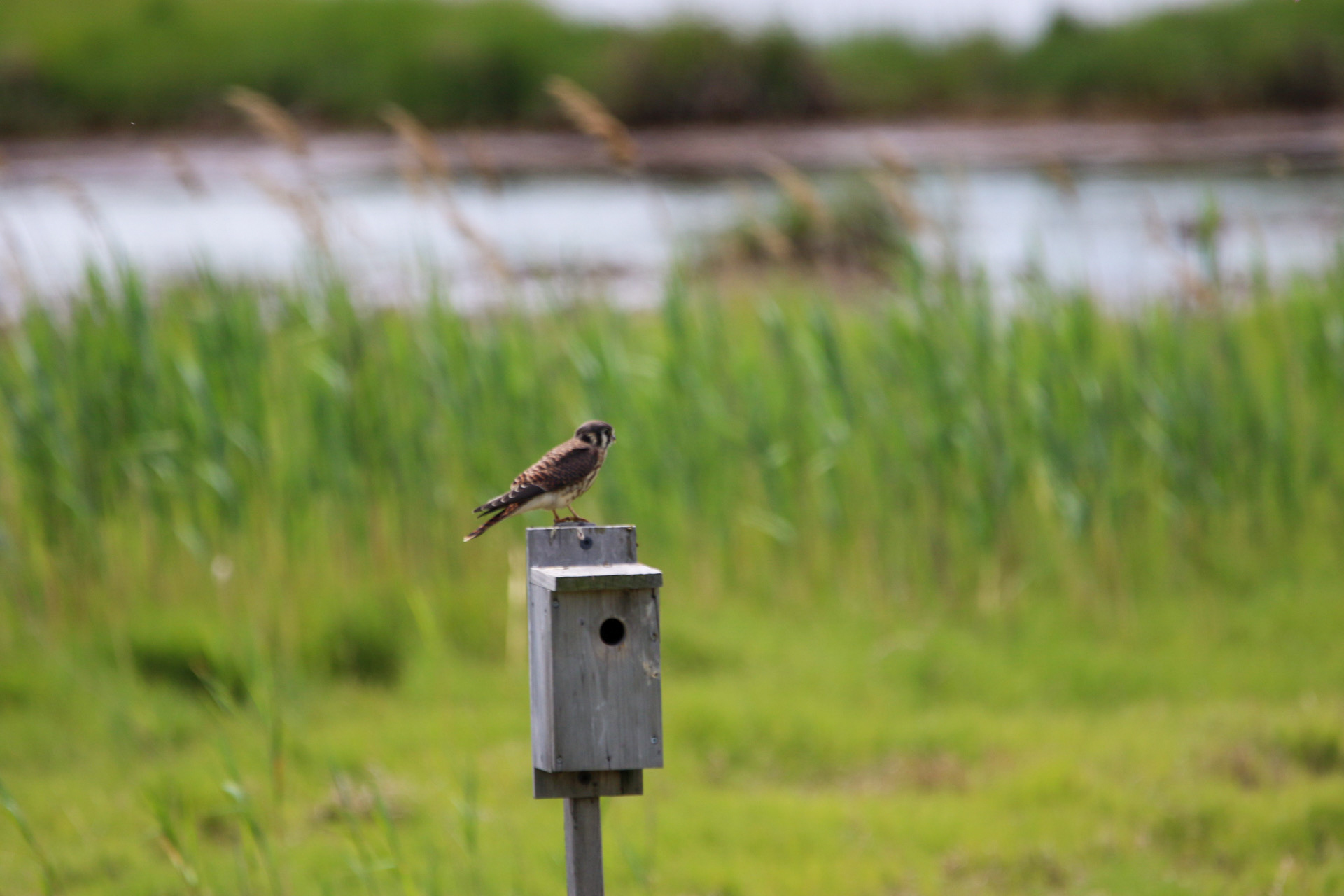 American Kestrel  by Kyle O'Donnell