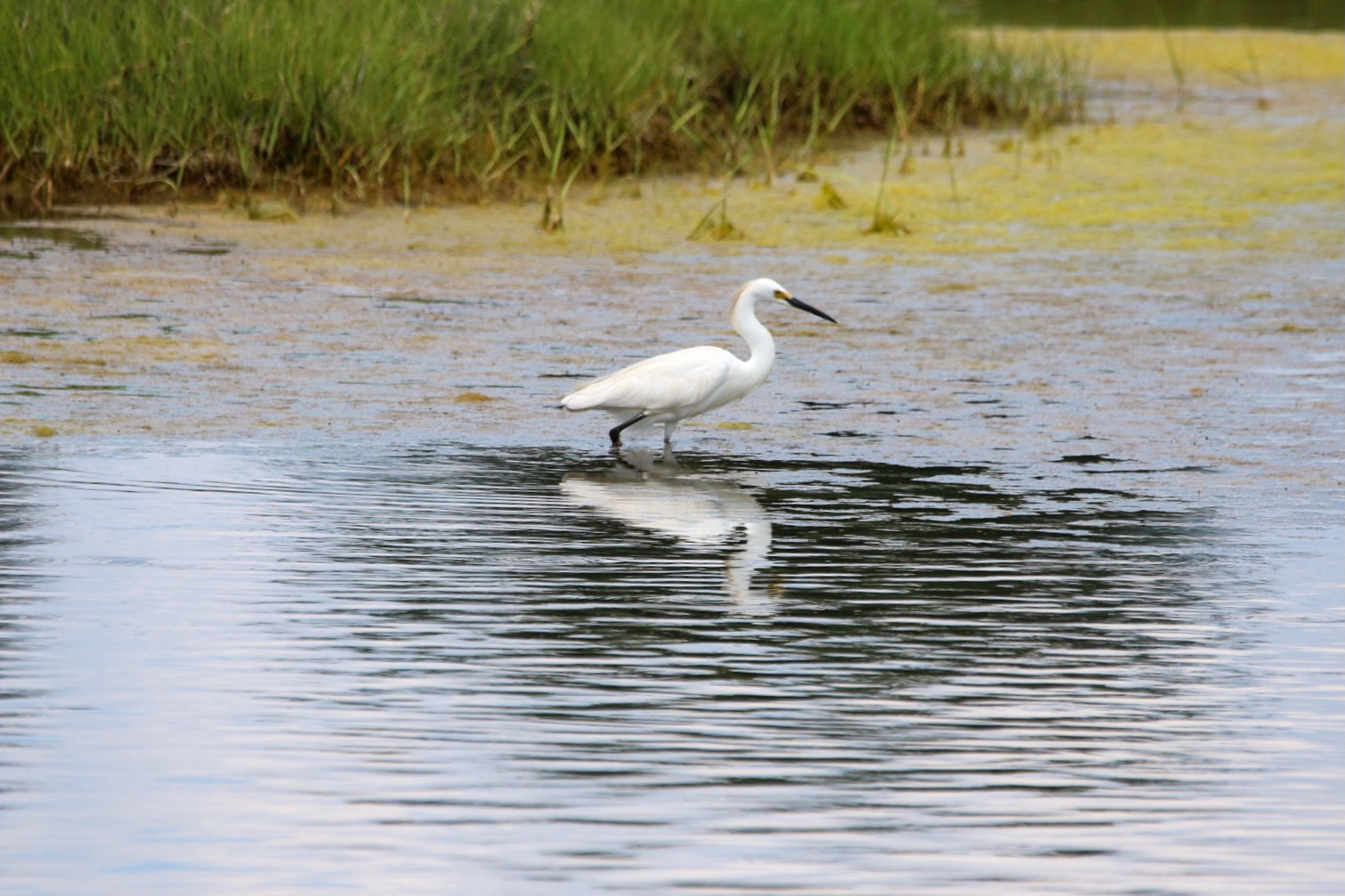 Snowy Egret by Kyle O'Donnell